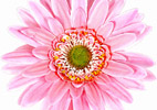 Vernice per fiori spray